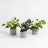 Artificial House Plants in Grey Pots 3pk