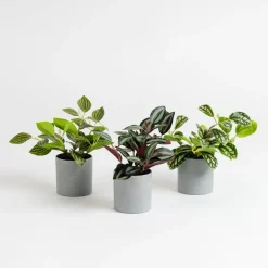 Artificial House Plants in Grey Pots 3pk
