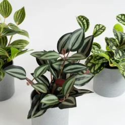 Artificial House Plants in Grey Pots 3pk