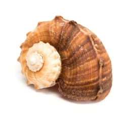 Basket of Sea Shells