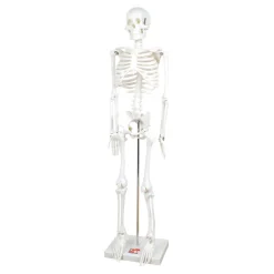 Boney Tony Half Sized Human Skeleton Model
