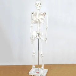 Boney Tony Half Sized Human Skeleton Model