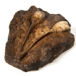 Dinosaur Fossil Kit