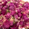 Dried Flowers Natural Collage Pack
