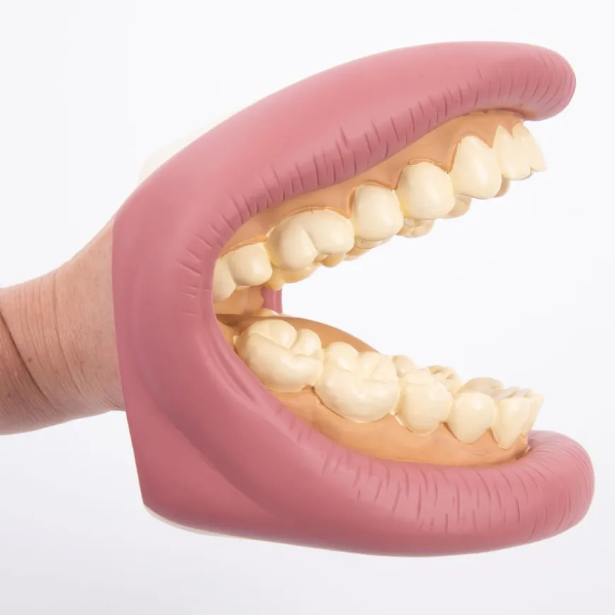 Giant Teeth and Toothbrush Model