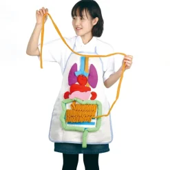 Human Anatomy Apron