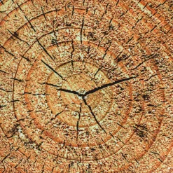 Learn about Nature Tree Stump Seat