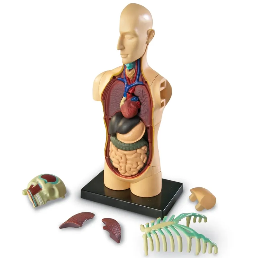 Learning Resources Complete Anatomy Models