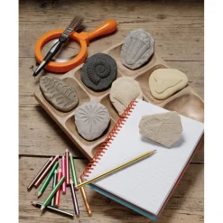 Let's Investigate Fossils 8pcs