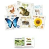 Life Cycles Book Pack
