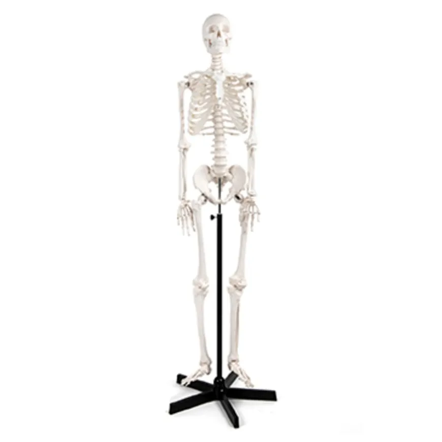 Life Size Human Skeleton Model