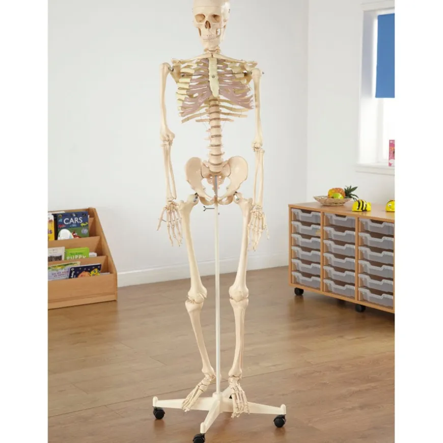Life Size Human Skeleton Model
