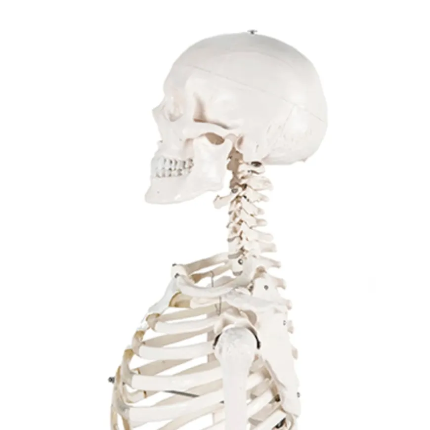 Life Size Human Skeleton Model