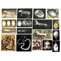 Polydron Animal X-Rays and Picture Cards