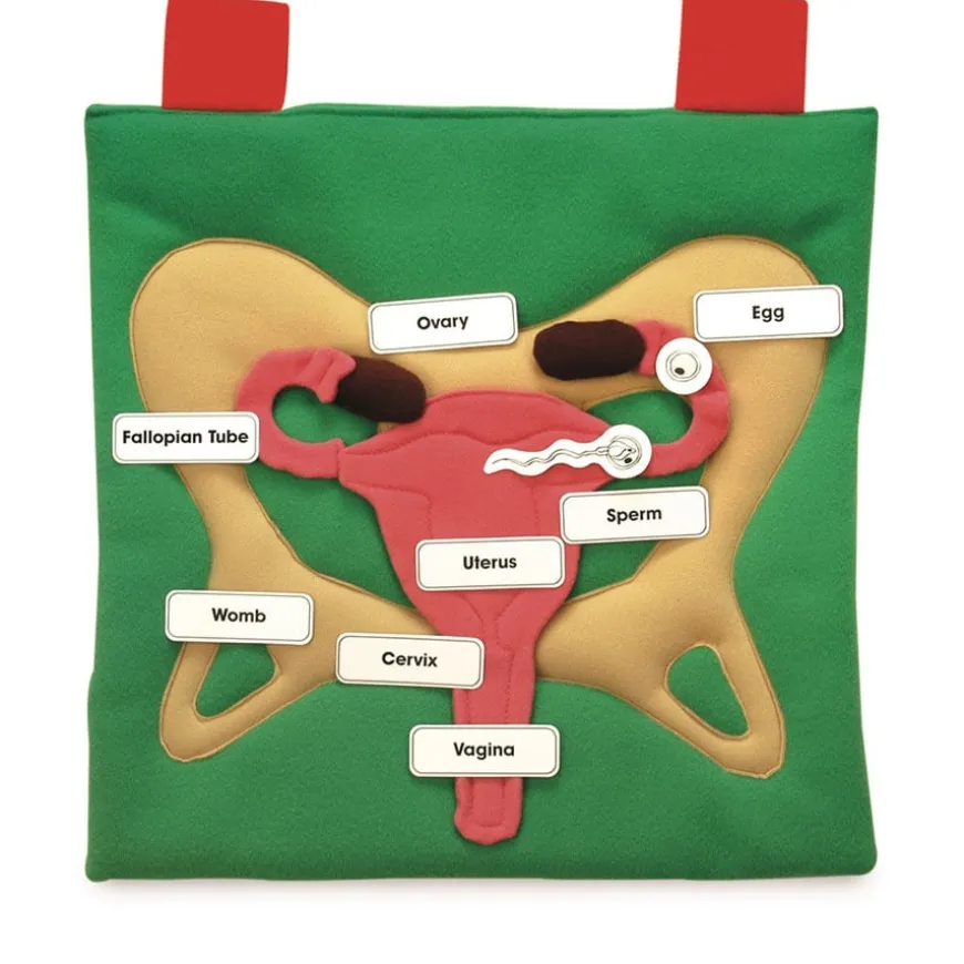 Reproductive Organ Display Vests