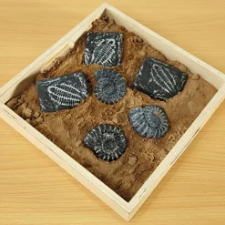 Sensory Fossil Replica Set 6pcs