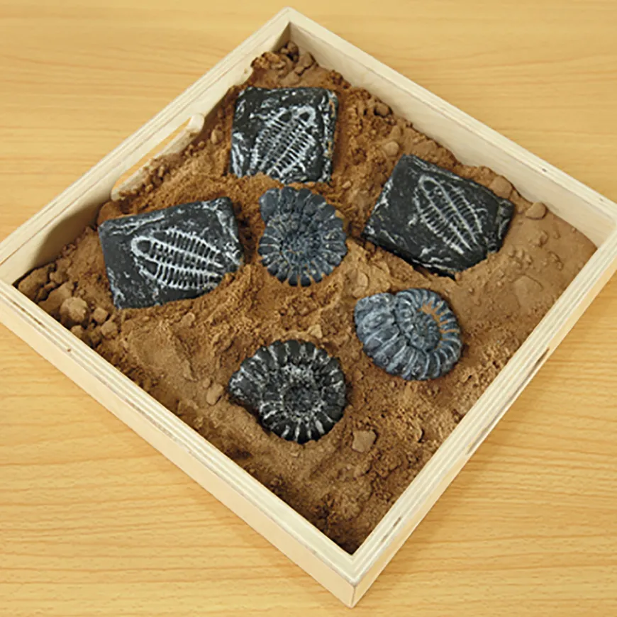 Sensory Fossil Replica Set 6pcs