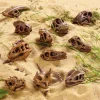 Small World Replica Dinosaur Skulls 11pk