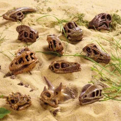 Small World Replica Dinosaur Skulls 11pk