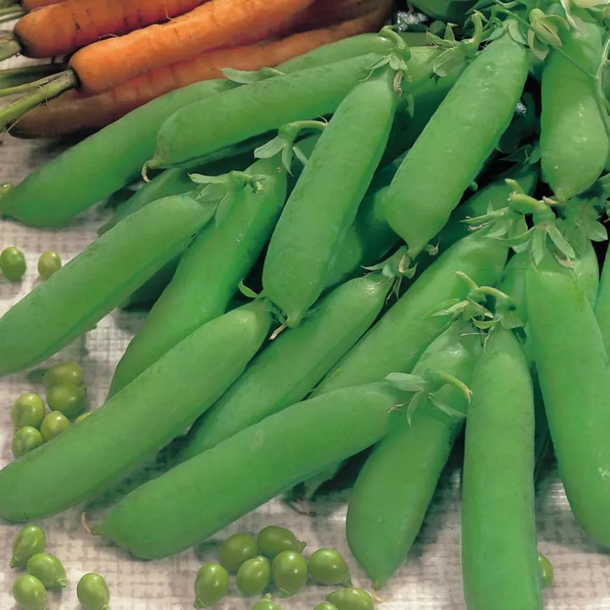Vegetable Seed Collection