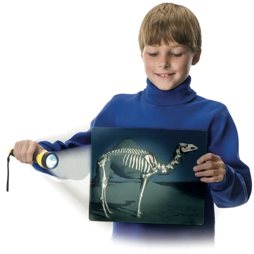 What's Inside Animals? A4 Picture Cards