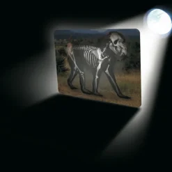 What's Inside Animals? A4 Picture Cards