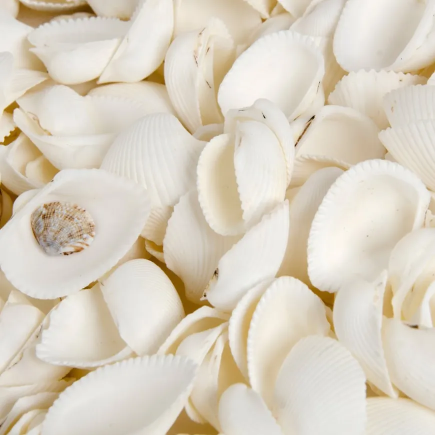 White Seashells 2.5l