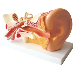 4x Life Size Human Ear Model